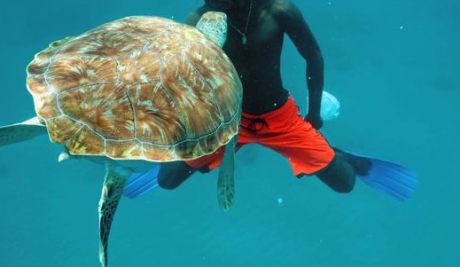 barbados catamaran guy feeding turtle